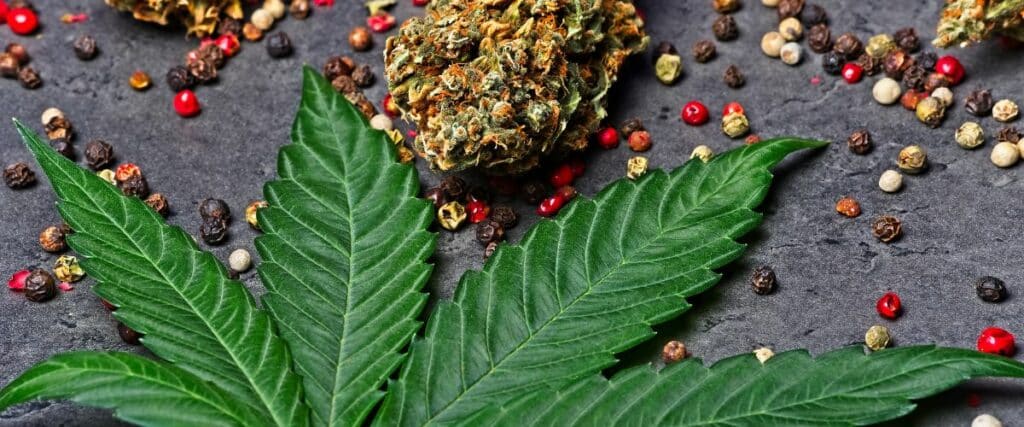 What is dank weed?