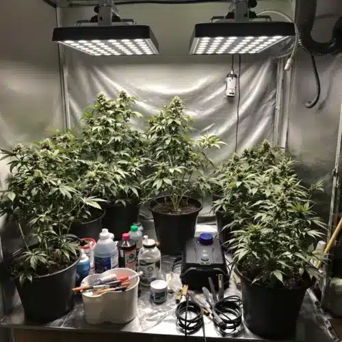 Indoor cannabis grow setup with essential growing supplies.