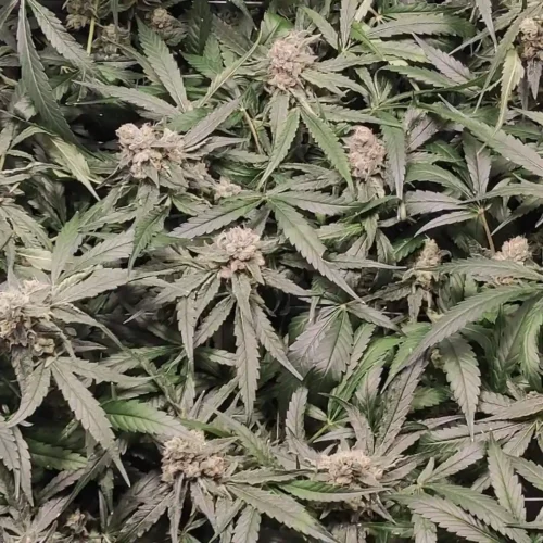 Close-up view of lush Critical Daddy Purple cannabis strain, showcasing dense buds with vibrant green leaves, thriving under optimal growth conditions.