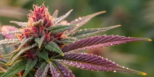Dosido Bud