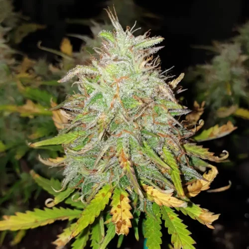 How to Grow Bubble Gum Autoflower
