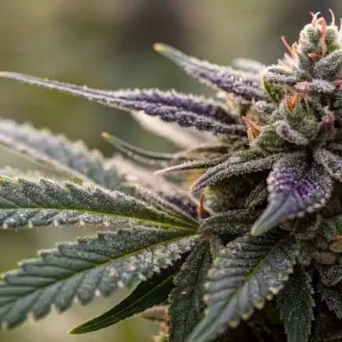 Close-up of a Mamba Negra CBG bud with dark hues and prominent resin droplets.