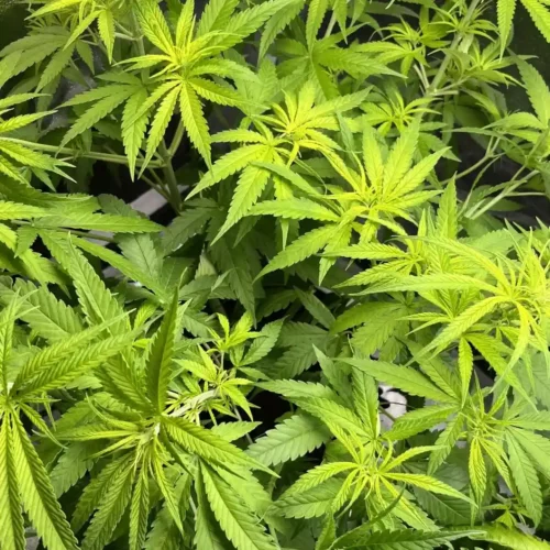 Green cannabis plants with healthy leaves, representing one of the most energizing weed strains for an uplifting experience.