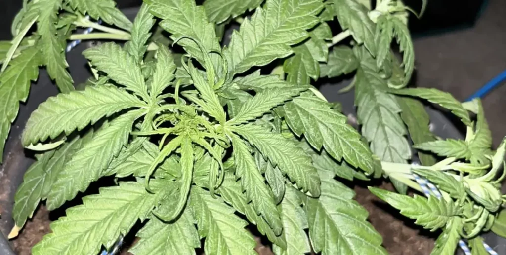 Close-up of a young cannabis plant with vibrant leaves, highlighting the structure and quality of the best autoflower genetics.