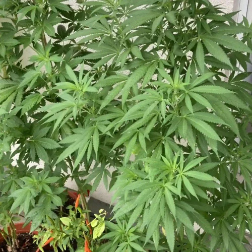 Healthy cannabis plants with dense foliage, showcasing the best autoflower genetics for robust growth in an outdoor setting.