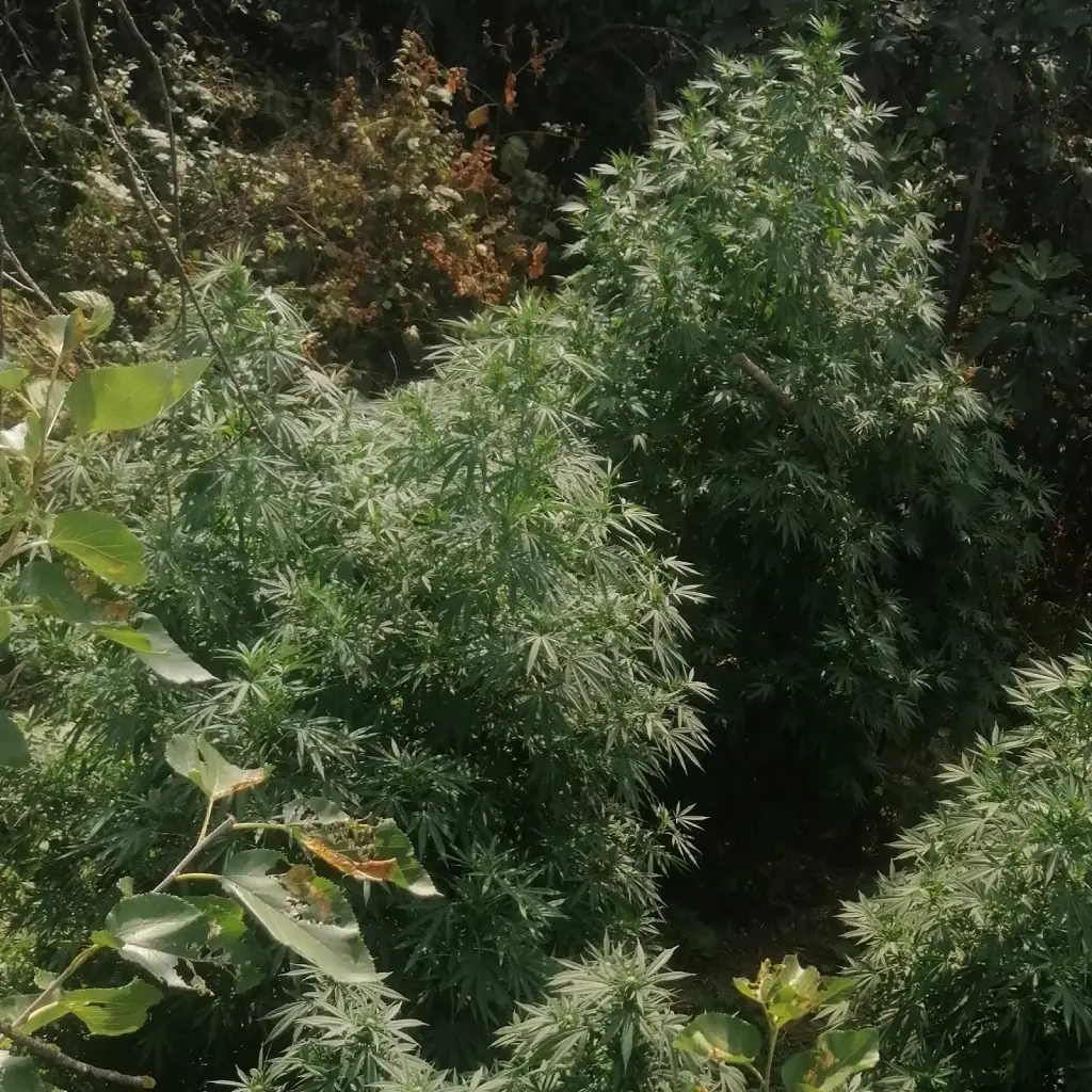 Dense outdoor cannabis plants after topping for autoflowers, promoting bushy growth with multiple branches and lush foliage.