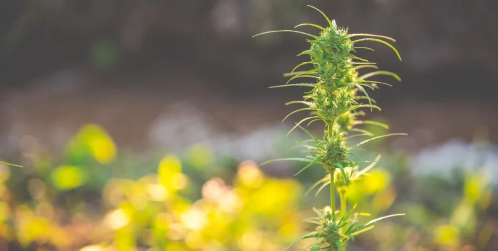 Germinating for Autoflower Seeds: Young cannabis plant growing outdoors, illustrating the early stages of development from germinated autoflower seeds.