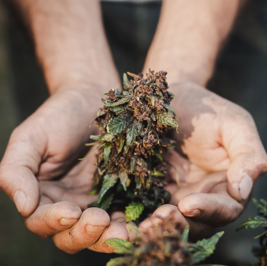 Germinating for Autoflower Seeds: Hands holding a freshly harvested purple cannabis bud, showcasing the results of successful germination.