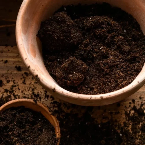 Cannabis Plant Nutrition