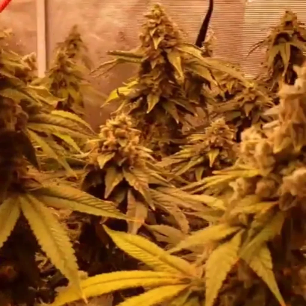 Indoor grow room featuring the most unique weed strains in Anaheim, with dense, resinous buds and vibrant leaves under warm lighting.