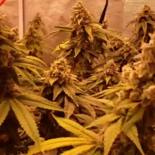 Indoor grow room featuring the most unique weed strains in Anaheim, with dense, resinous buds and vibrant leaves under warm lighting.