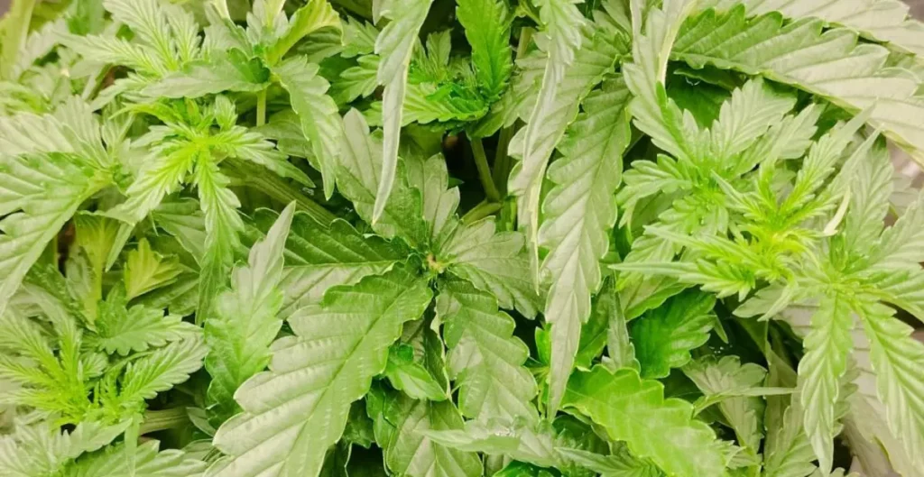Close-up of lush green foliage from one of the most unique weed strains in Anaheim, showing healthy growth and abundant leaves.