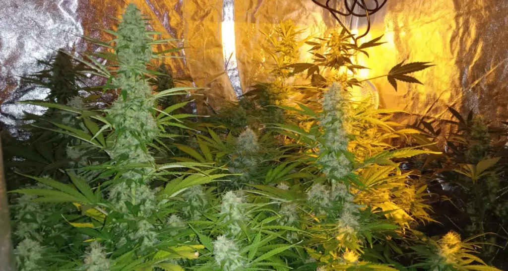 How to Grow Big Bud Weed Strain