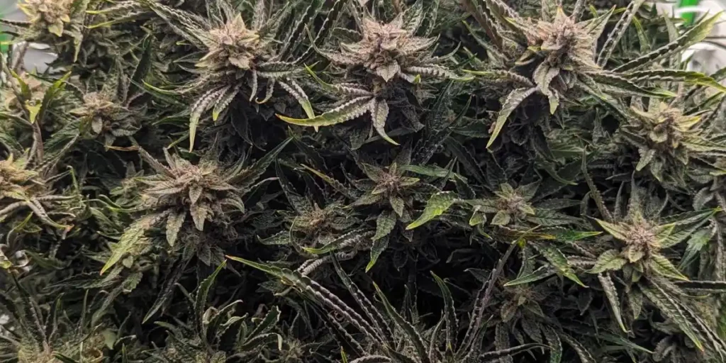 top 10 fastest autoflower strains 2024 Blue Dream