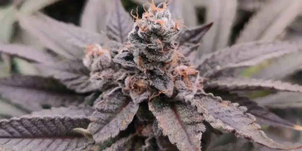 top 10 fastest autoflower strains 2024 Cafe Racer