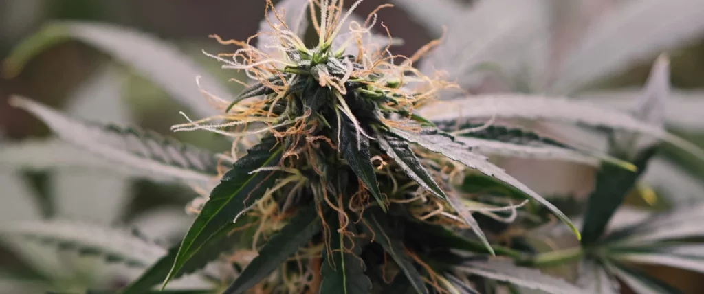 Cannabis plant in bloom with visible pistils and leaves, illustrating growth and quality strains from the best cannabis seed breeders.