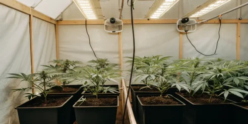 Hyper-realistic indoor cannabis grow room with rows of young plants in pots under strip grow lights and fans.