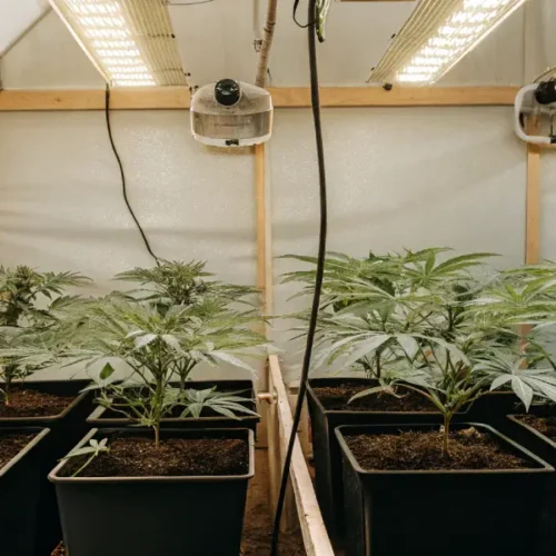 Hyper-realistic indoor cannabis grow room with rows of young plants in pots under strip grow lights and fans.