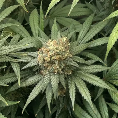 Blue Cheese Weed Strain bud with dense trichome coverage, surrounded by vibrant green leaves in a close-up shot.