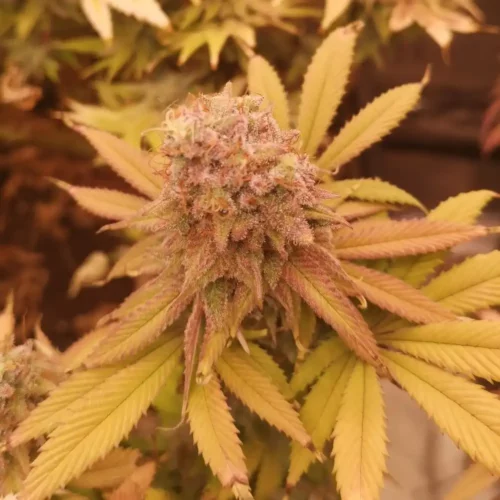 Dense bud of Alien OG Weed Strain surrounded by yellow and orange leaves, showcasing its mature flowering stage.