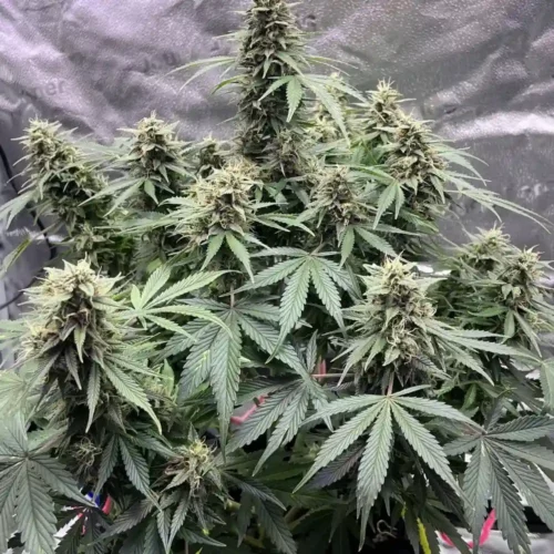 DoSiDos Auto F1 in full bloom, featuring dense, resinous buds surrounded by dark green leaves, displaying compact and vigorous growth.