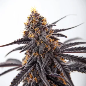 Donny Burger cannabis strain with purple buds and dark leaves