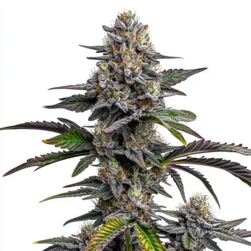 Glitter Bomb cannabis strain featuring frosty buds and green and purple leaves.