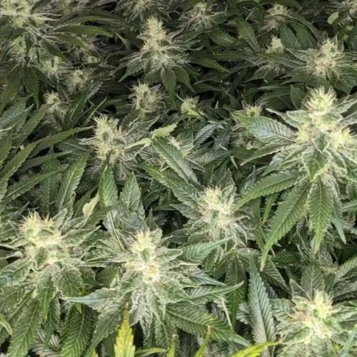 Alaskan Thunder Strain Grow Info Buds