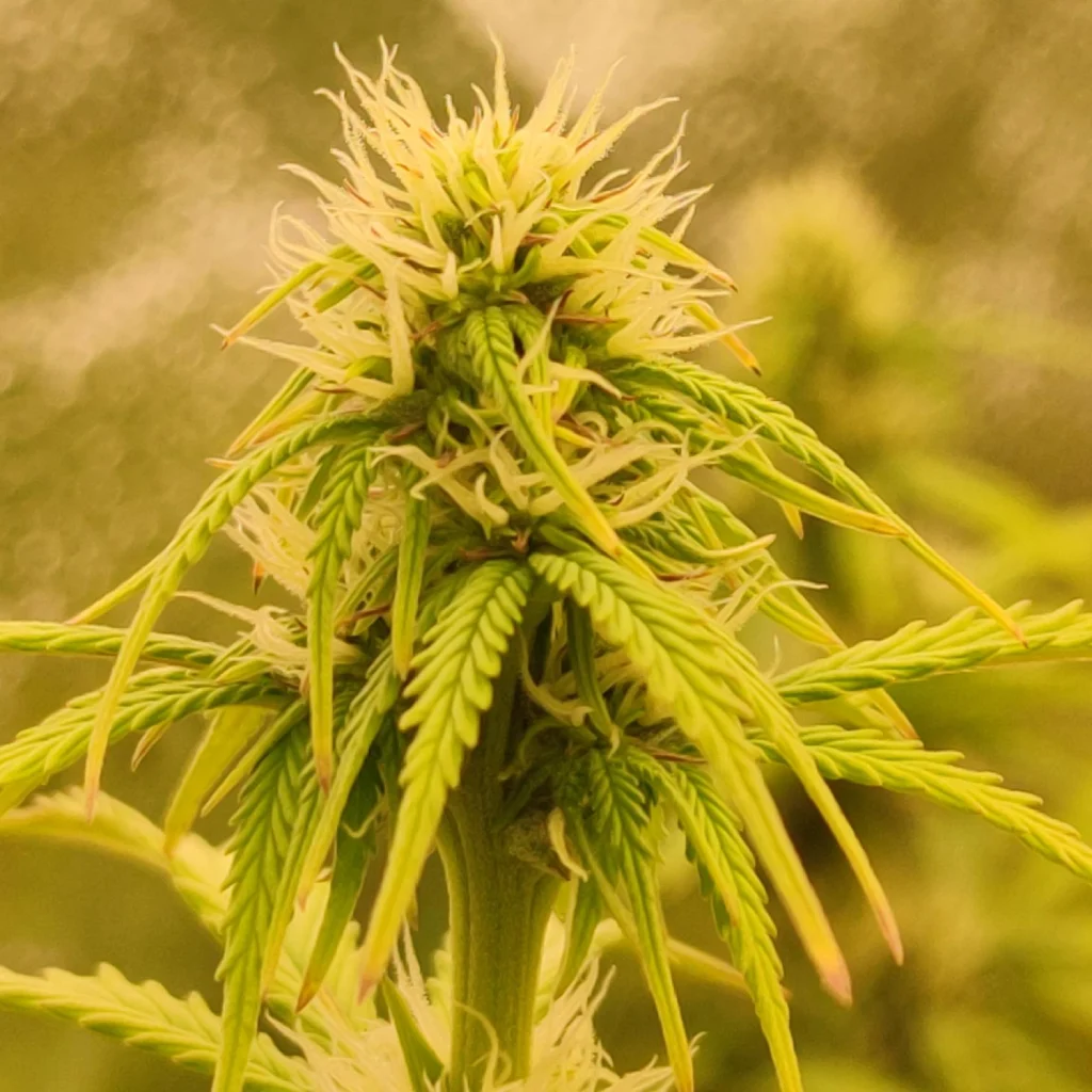 Northern Light x Critical Autoflower bud with vibrant green leaves and white pistils in early flowering stage.