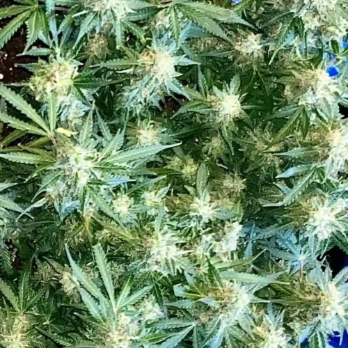 Cannabis plant with dense buds suitable for growing in humid conditions.