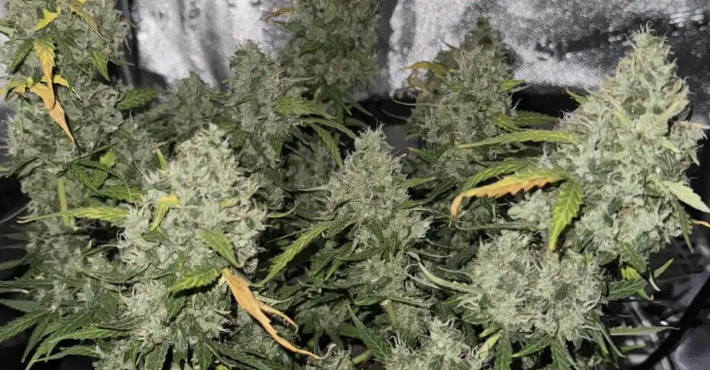Cannabis plant thriving in high humidity environment under controlled indoor grow lights.