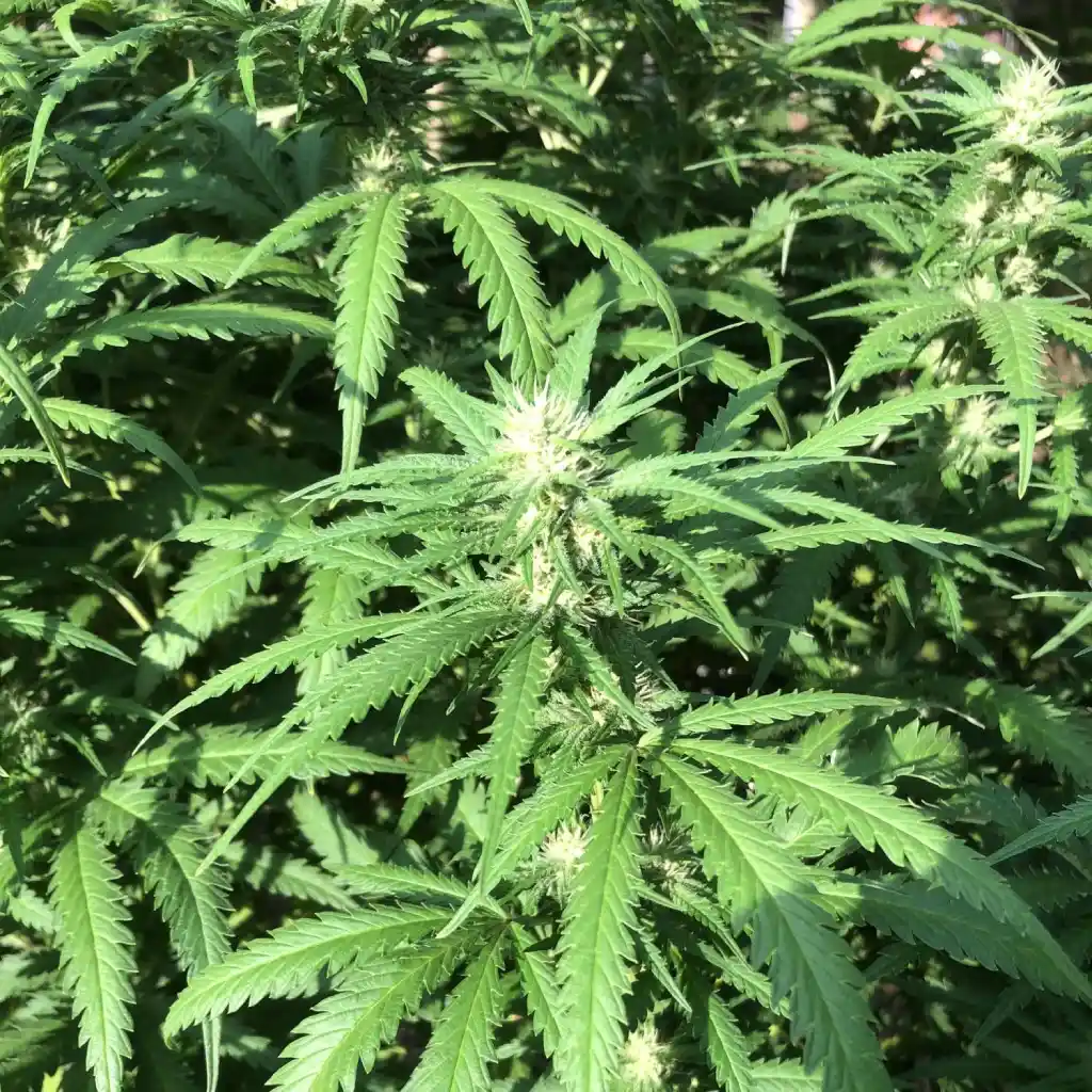 Jack Herer Automatic cannabis plant showing dense, vibrant green leaves and budding flowers under natural light.
