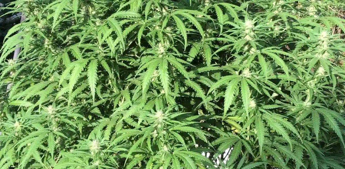 Lush Jack Herer Automatic cannabis plants with elongated green leaves and developing buds growing outdoors under sunlight.