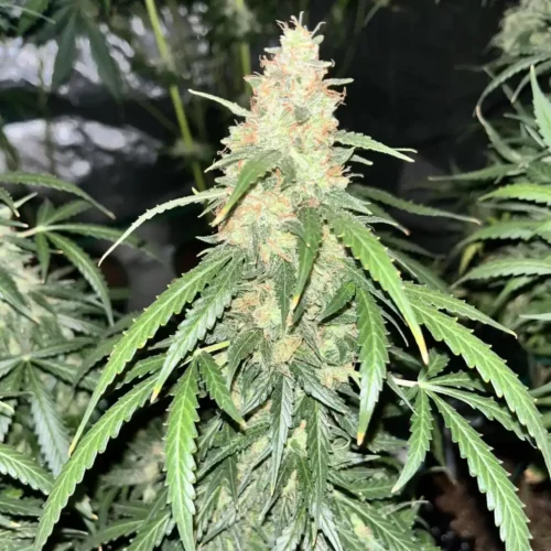 Autoflower cannabis plant under a 12/12 light schedule, showing dense buds and vibrant foliage.