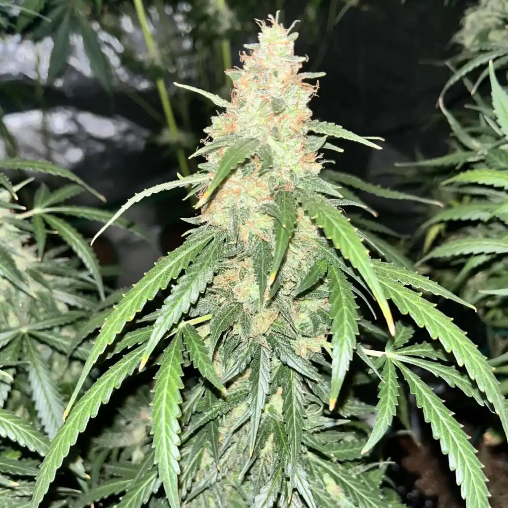 Autoflower cannabis plant under a 12/12 light schedule, showing dense buds and vibrant foliage.