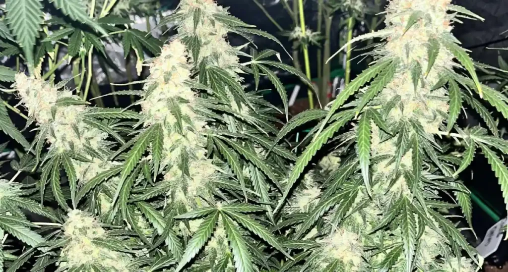 Cluster of Autoflower cannabis plants growing under a 12/12 light cycle, highlighting healthy trichome development.