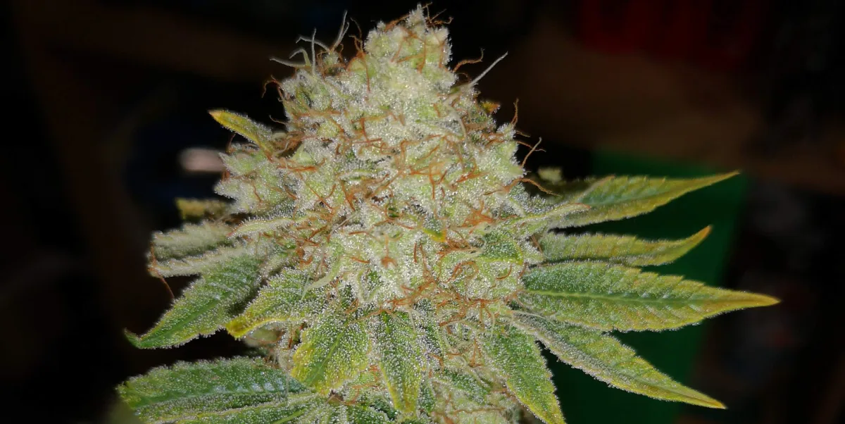 Zkittlez Weed Strain bud covered in frosty trichomes and orange pistils, highlighting the strain's rich resin content.
