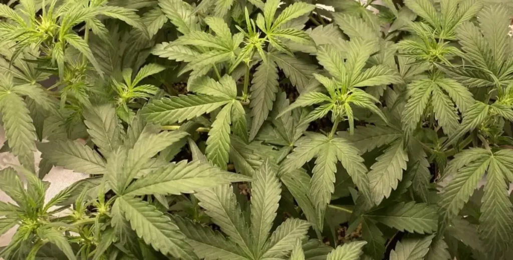 Close-up of autoflowers outside, surrounded by dense green foliage, showcasing healthy growth in a natural environment.