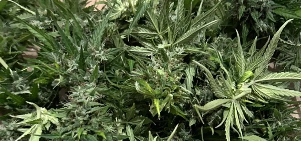 Collection of Kush weed plants with lush green foliage, illustrating the distinct characteristics of this popular strain.