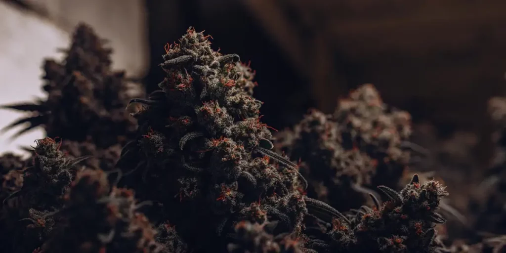 Close-up of cannabis plants with dark leaves and bright orange pistils in a dimly lit room.
