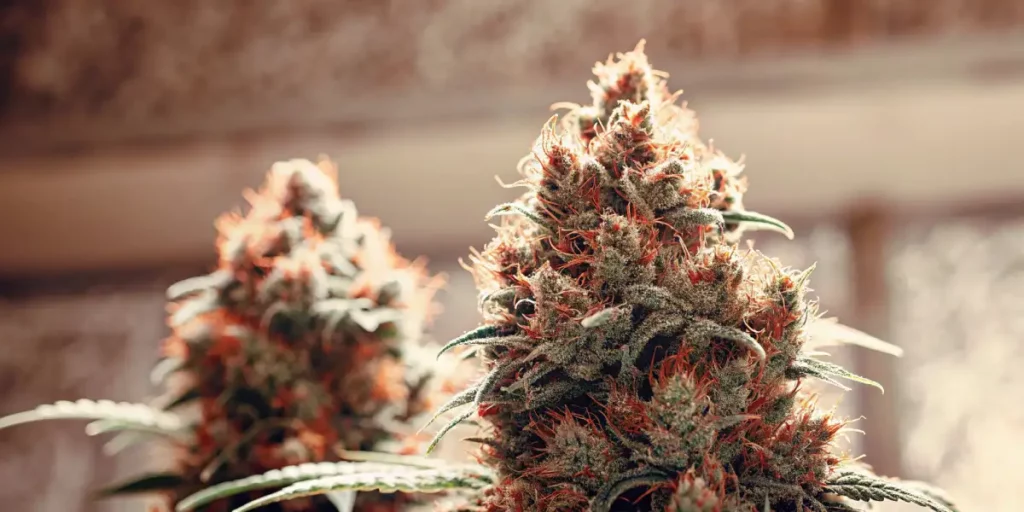 Frosty cannabis buds with orange pistils growing indoors under warm lighting.