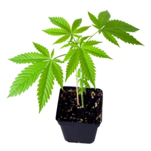 Gelato 33 Clones