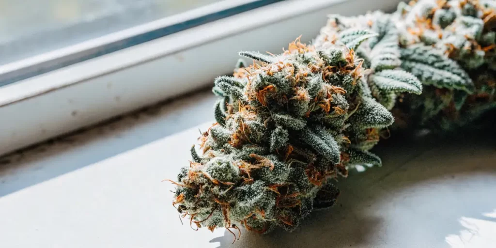 Frosty harvested cannabis nug with dense trichomes and orange hairs near a window.