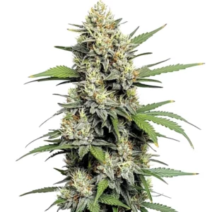 Honey Buns cannabis strain with dense, frosty buds.