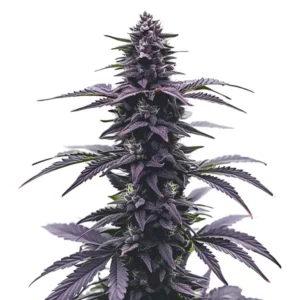 Key Lime Jack Strain Buds
