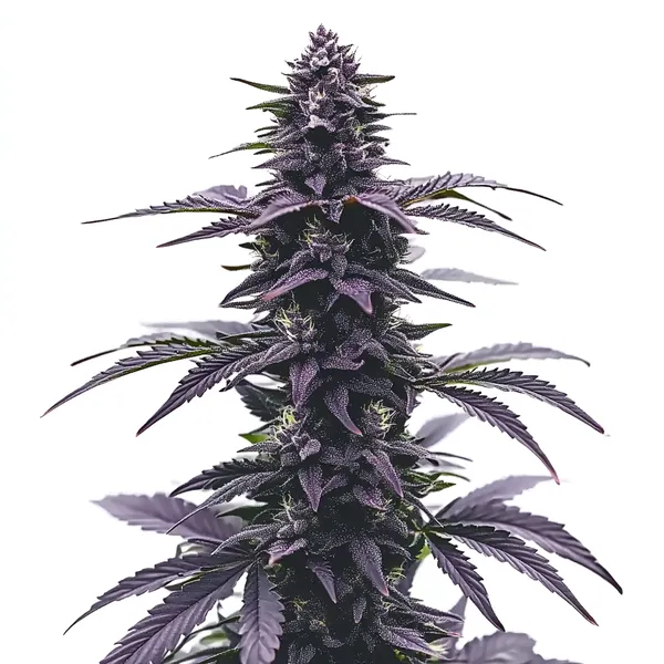 Key Lime Jack Strain Buds