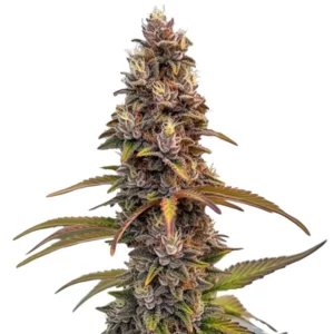 A cannabis plant of the Peachez strain, displaying dense buds with purple and green hues, coated in trichomes and orange pistils.