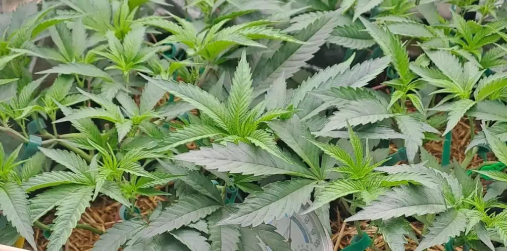 Multiple cannabis clones with lush foliage in a controlled environment, ideal for enthusiasts seeking to buy cannabis clones online.