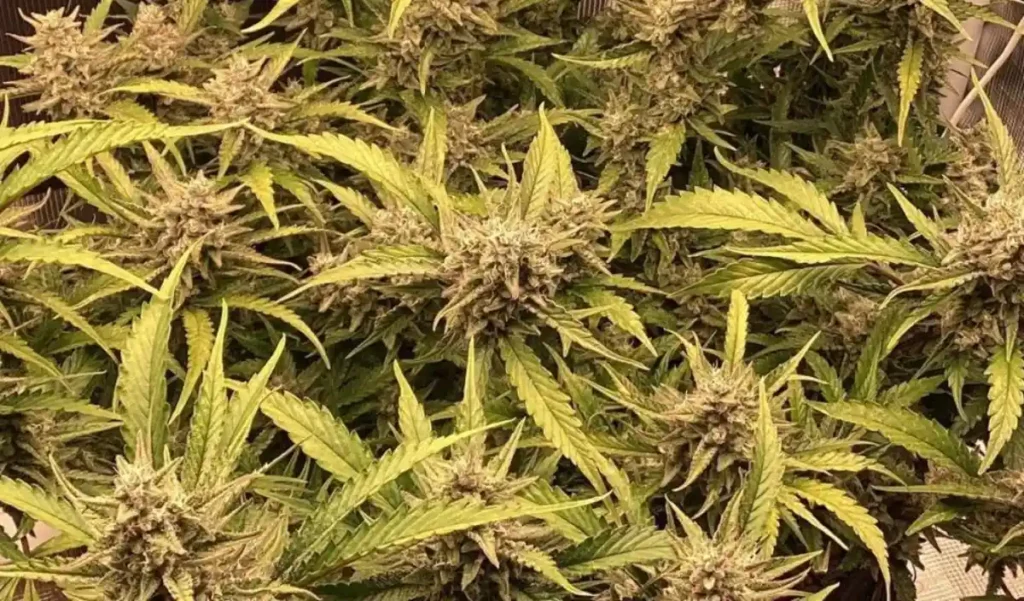 Exotic clones in bloom, with dense buds and visible trichomes on light green leaves, standing out for their robust and abundant growth.