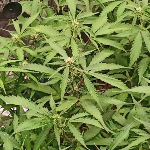 Exotic clones with green leaves and long stems, in full growth stage, showing a lush and healthy development.